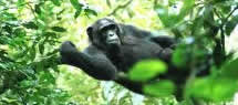 chimps tracking africa